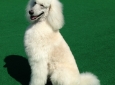london-the-actual-star-of-london-returns-to-california-an-upcoming-super-poodleterrific-edition